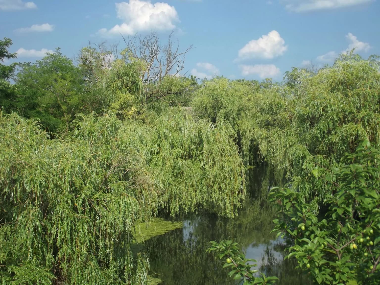 River with reflective water surrounded by dense green willow trees under a clear blue sky with scattered clouds