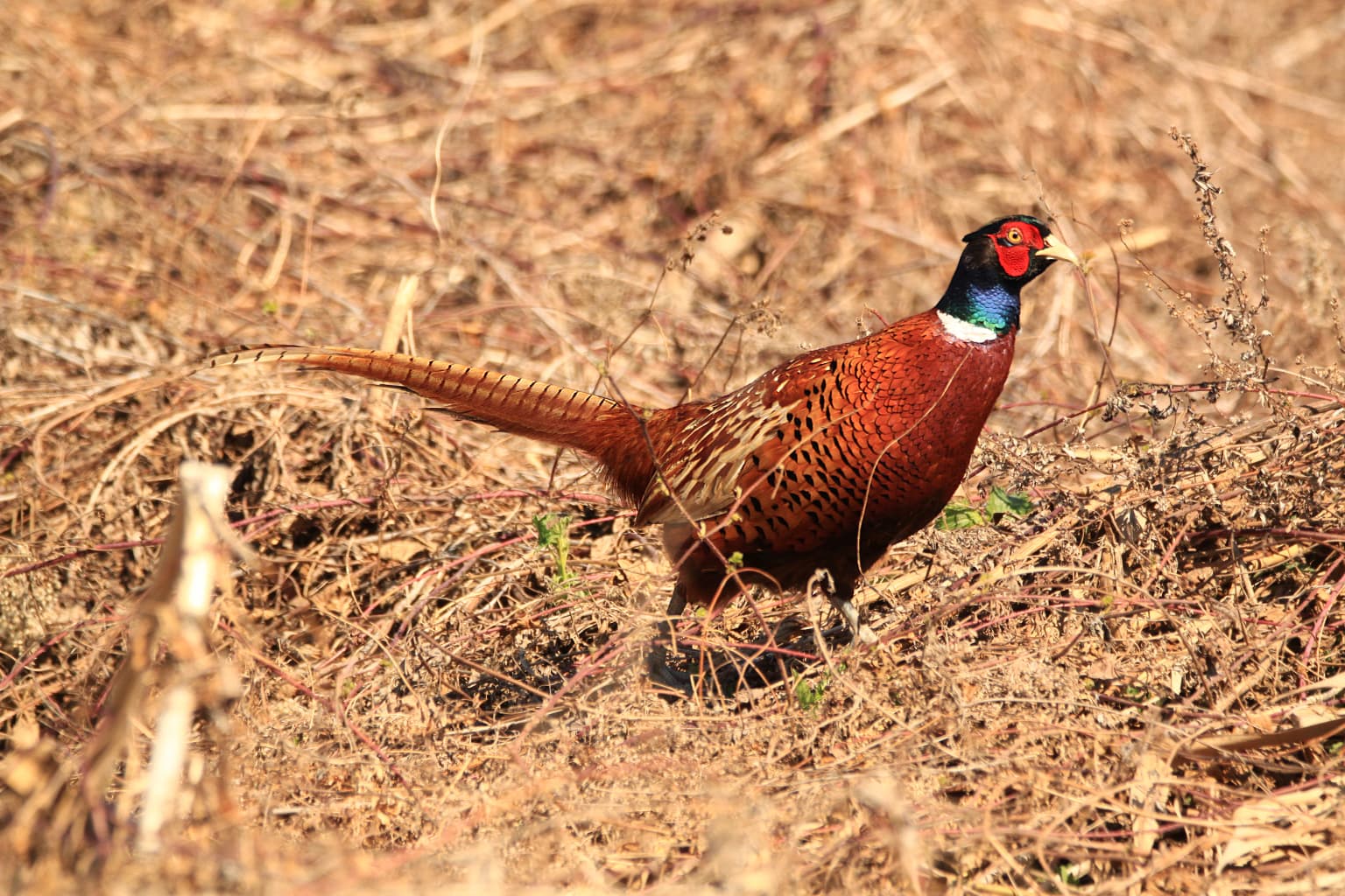 A pheasant with colorful plumage standing in dry brown grassland