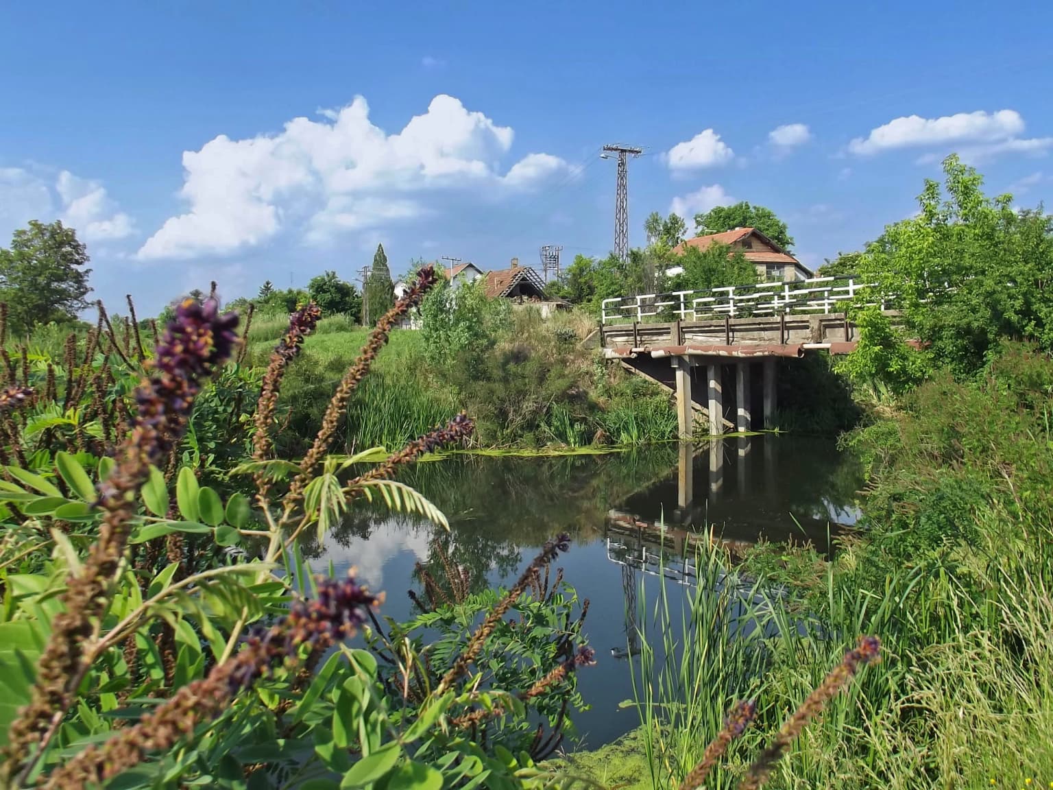 Wooden bridge over calm water with green vegetation and purple flowers in the foreground under a blue sky