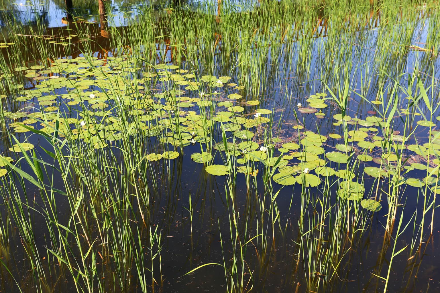 Water lilies and tall reeds floating on calm water in a wetland environment