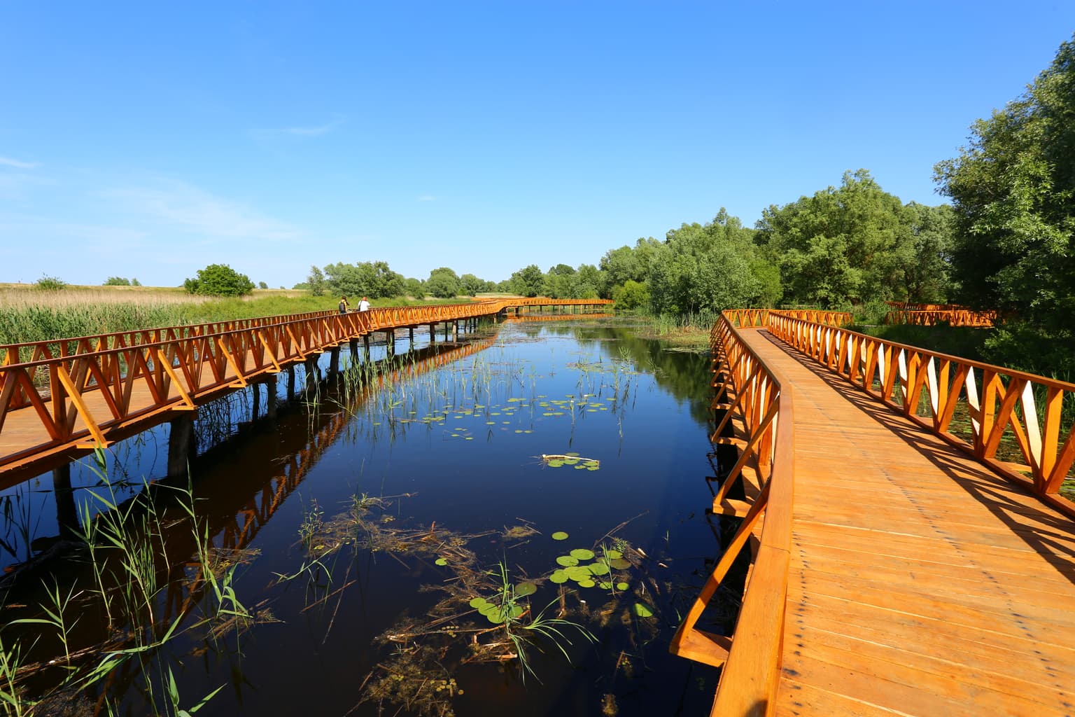 Wooden boardwalk trail crossing a wetland area with water, lily pads, and reeds under a clear blue sky