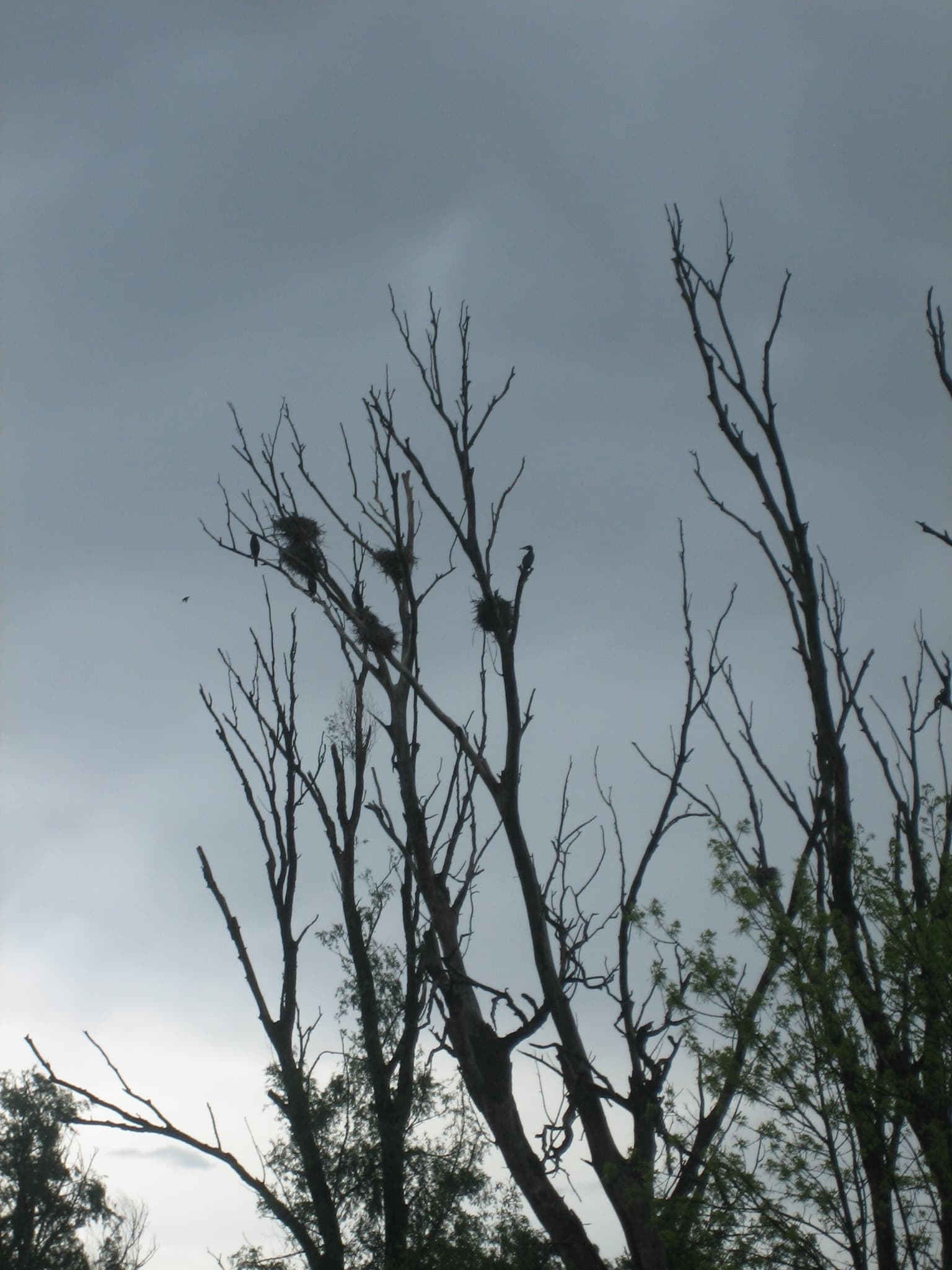 Silhouettes of bare tree branches with bird nests against a cloudy sky
