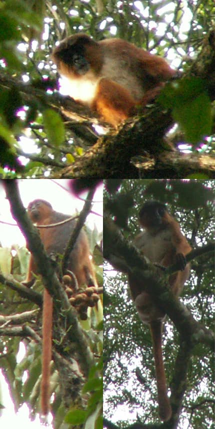 Collage de tres imágenes que muestran monos posados en ramas de árboles en un bosque denso