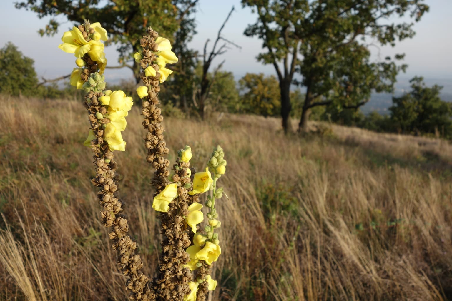 Yellow flower spikes with brown seed pods in a grassy field with trees in background