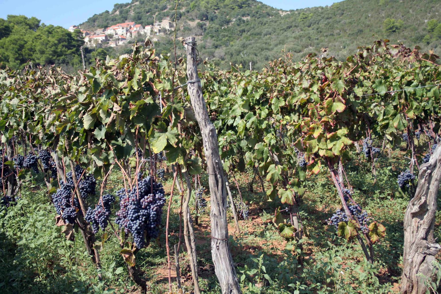 Rows of grapevines with dark purple grapes, wooden posts supporting the vines, green hills in background
