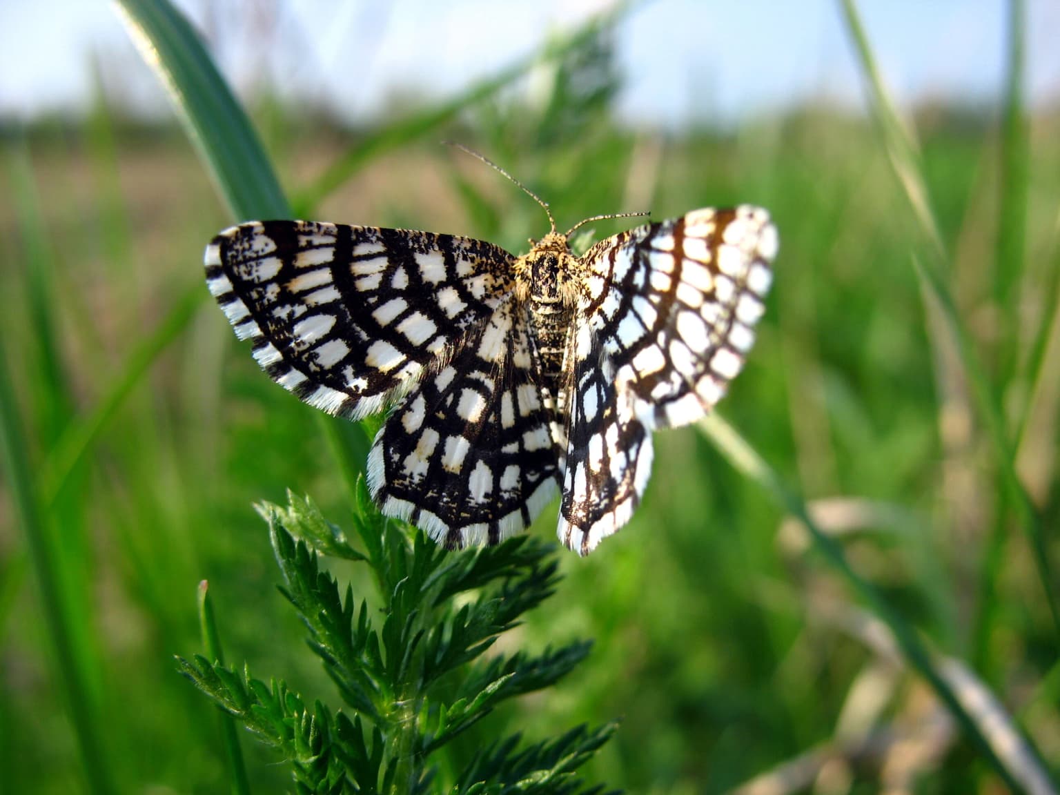 Black and white patterned butterfly perched on a green leafy plant with grassy field background.