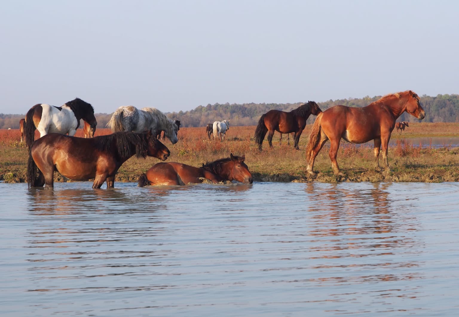 Horses of various colors grazing in shallow water with grassy landscape in background