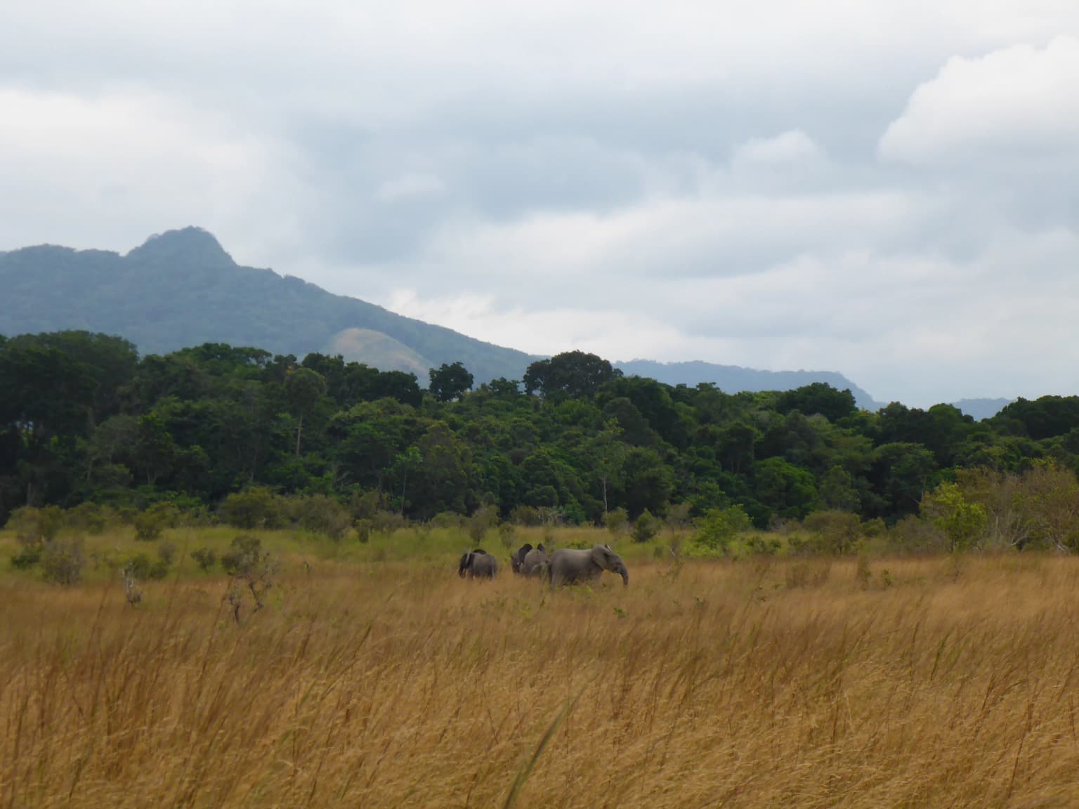 Elephants in a savannah landscape with tall grass, distant forest, and mountains under a cloudy sky