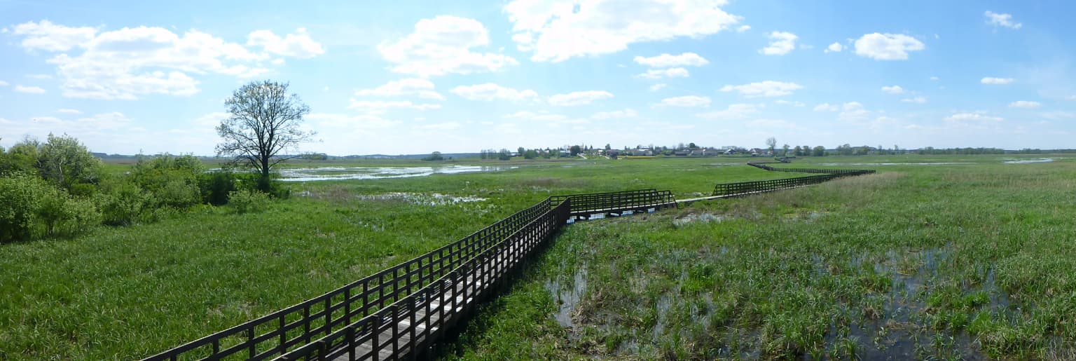 Wooden boardwalk extending through marshy wetlands with water channels, green vegetation, and distant trees under a partly cloudy sky