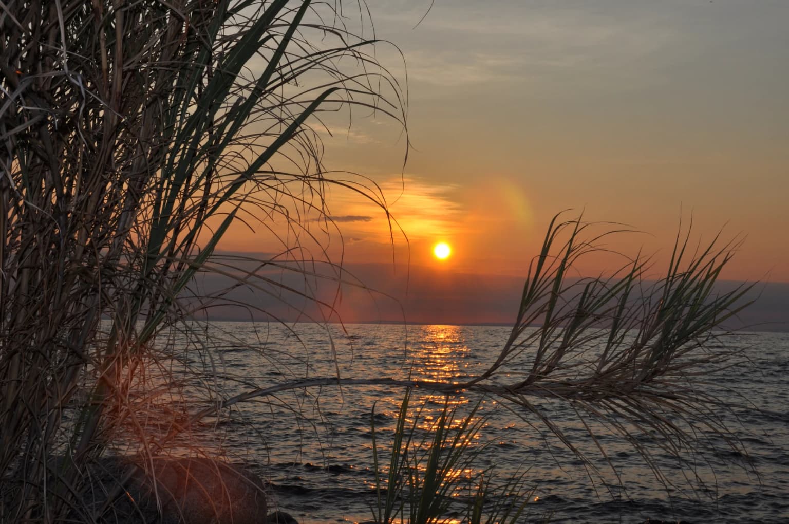Atardecer sobre un lago con hierba alta en primer plano, reflejándose en el agua.
