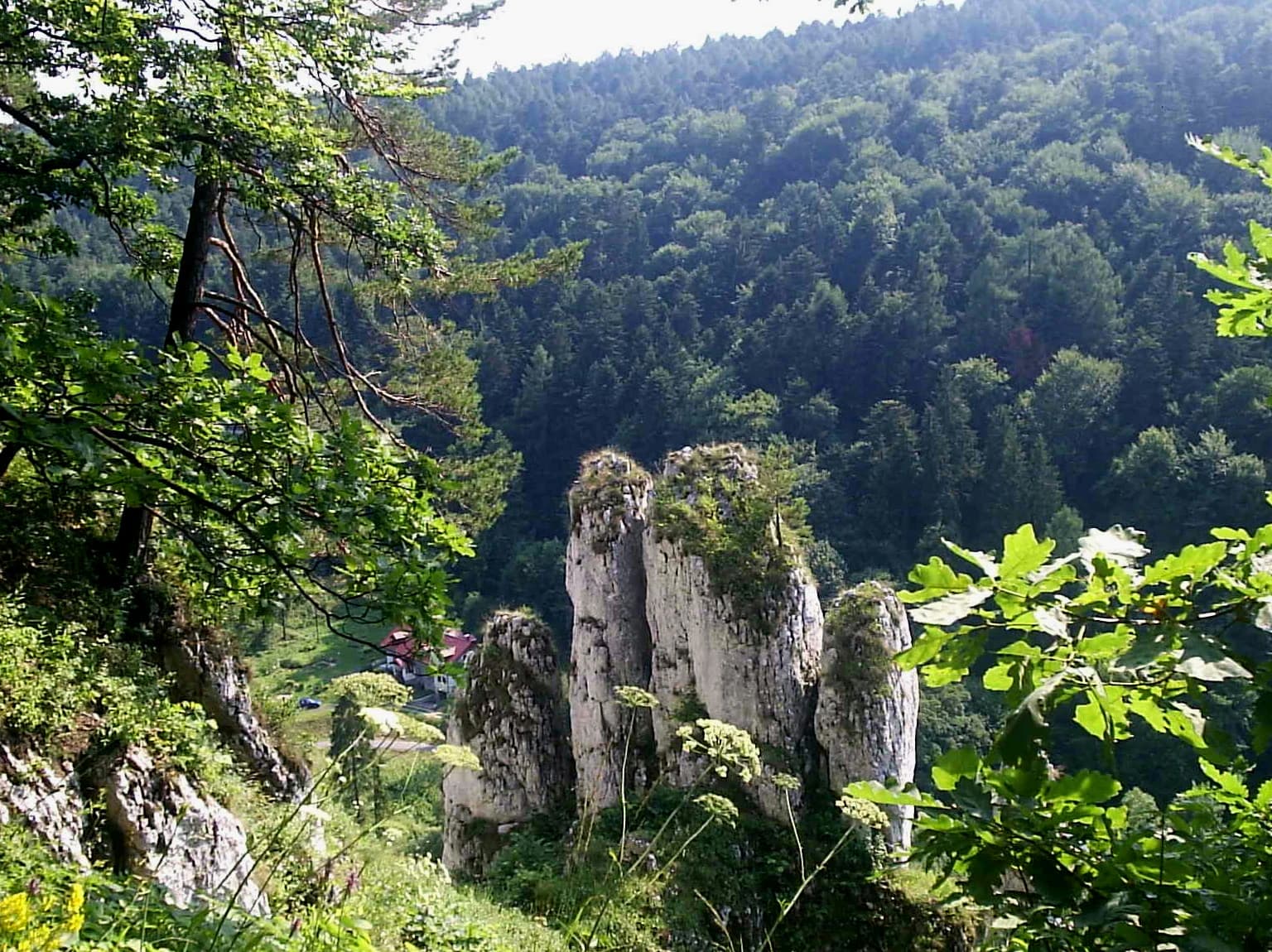 Limestone rock formations surrounded by dense forest in Ojców National Park.