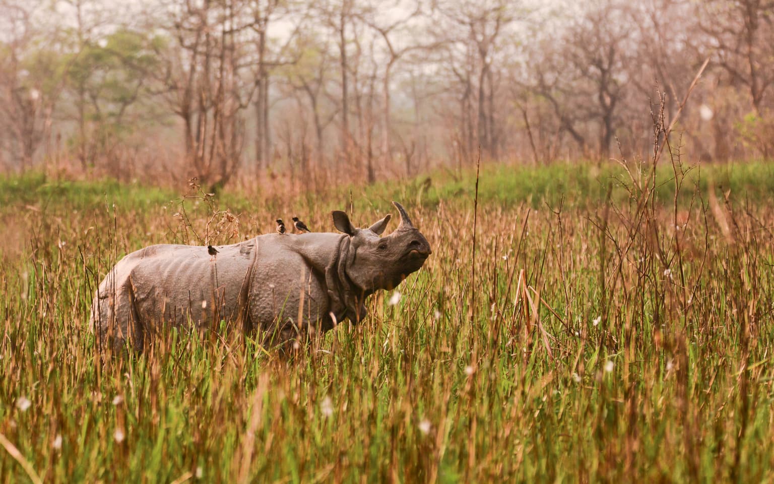 Greater one-horned rhinoceros in golden hour at Orang Tiger Reserve