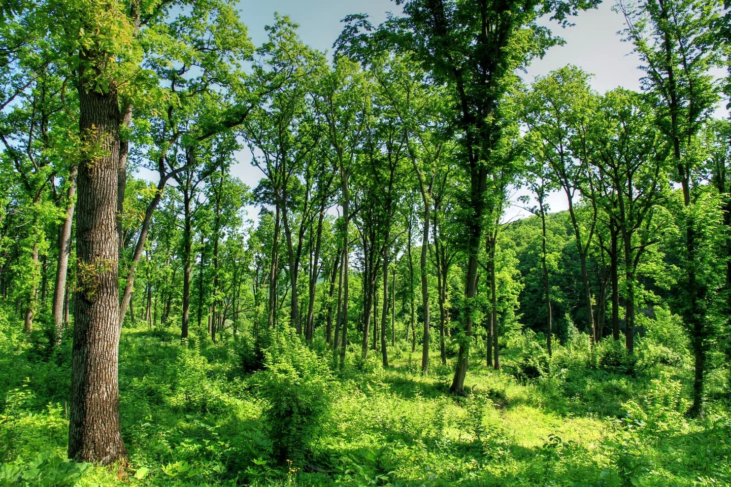 Tall trees and lush green undergrowth in a forested area