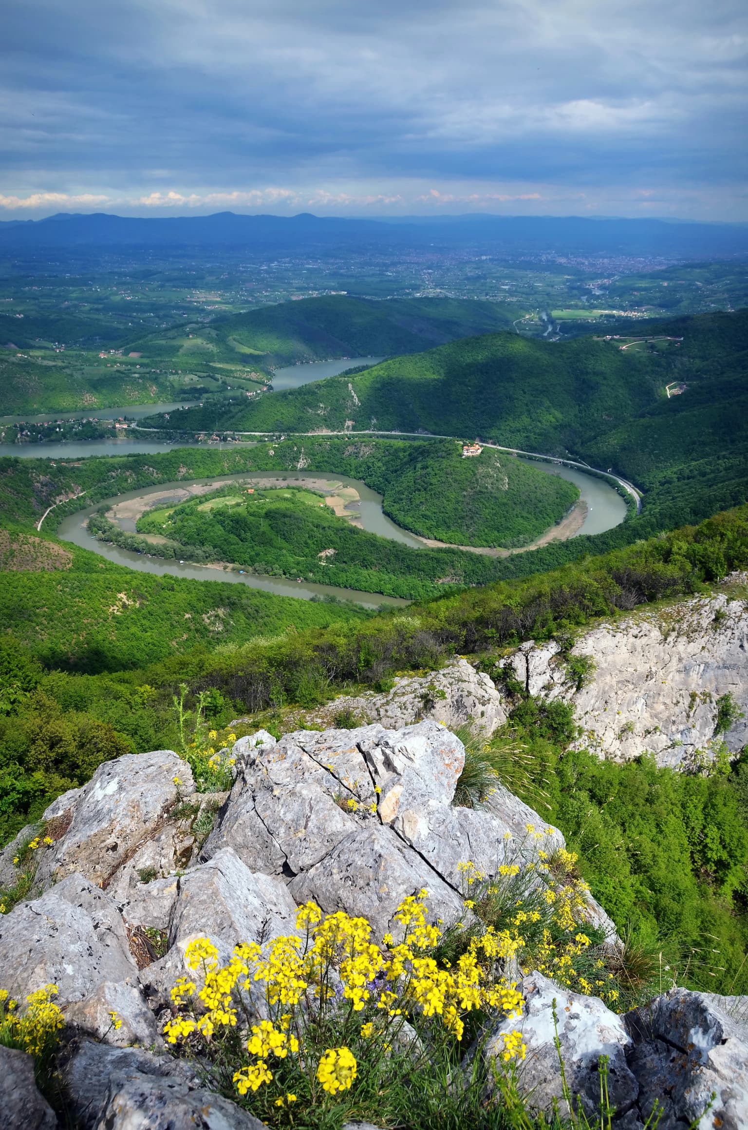 Wide view of West Morava river meanders in Ovčar-Kablar Gorge, featuring winding river, green hills, rocky foreground with yellow flowers, and distant mountains under cloudy sky