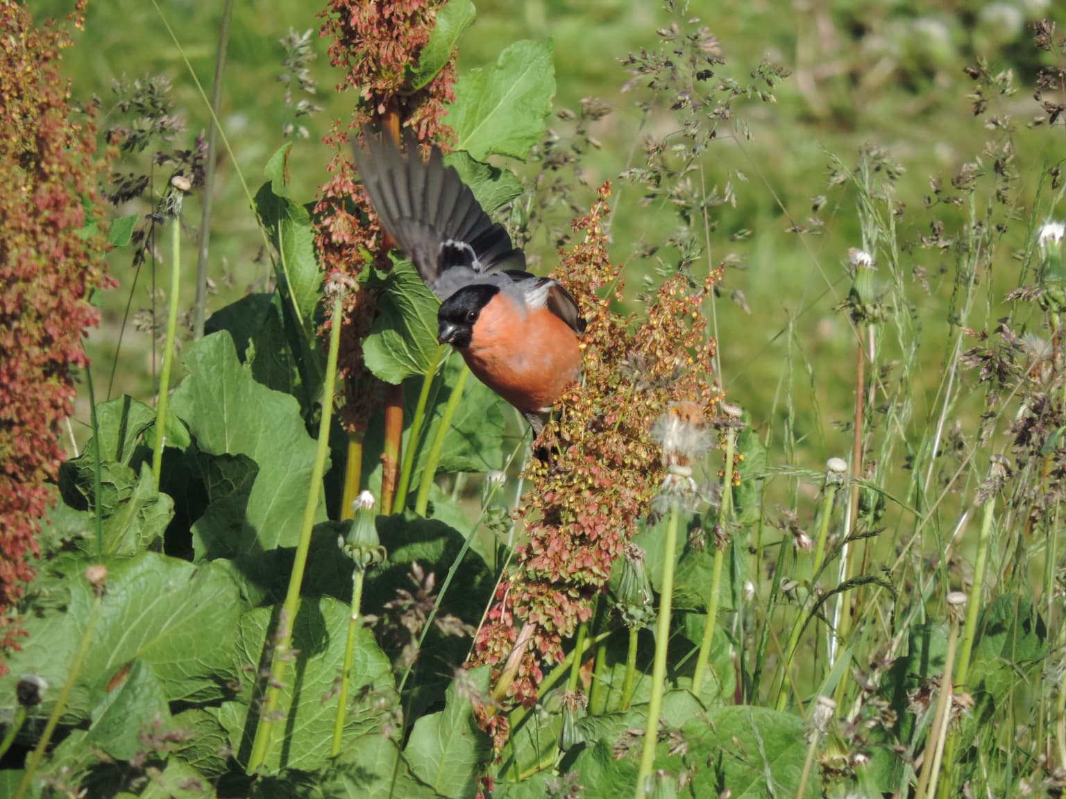 A male bullfinch with black head, orange body, and blue wings perched on a tall plant with green leaves and seed heads in a grassy field
