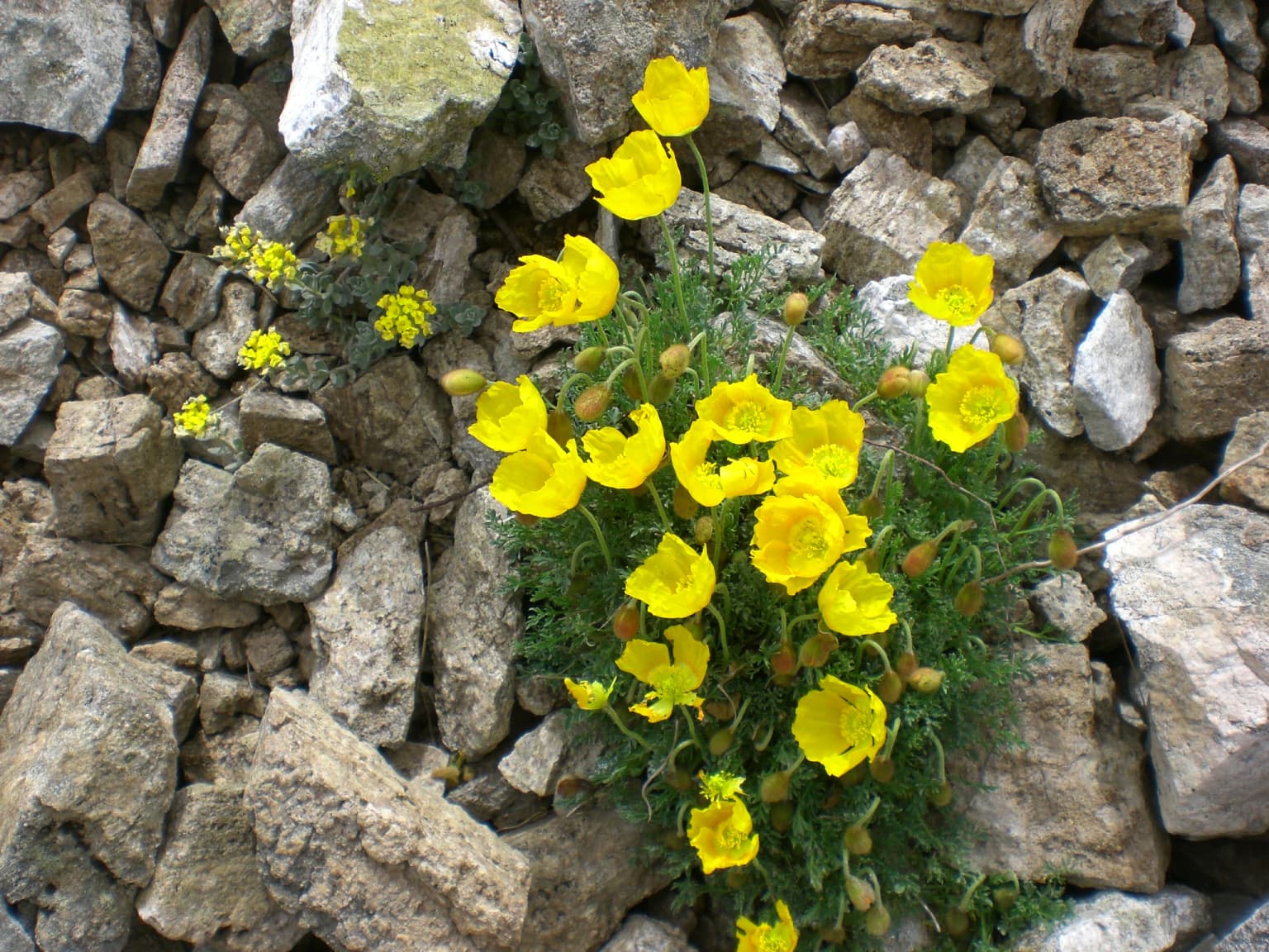Yellow poppy flowers growing among gray and brown rocks