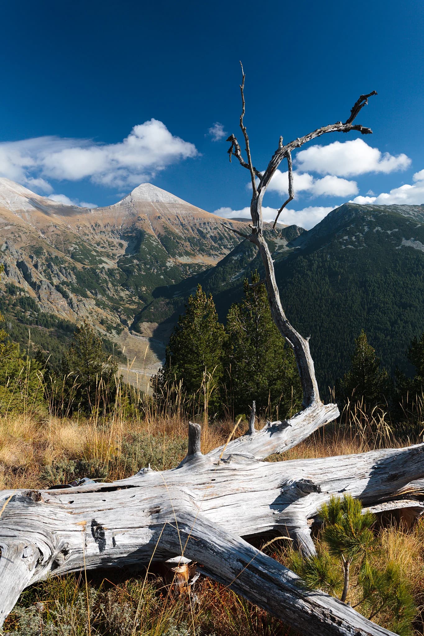 Fallen dead tree in foreground, mountain peaks and clear blue sky in background, Pirin National Park