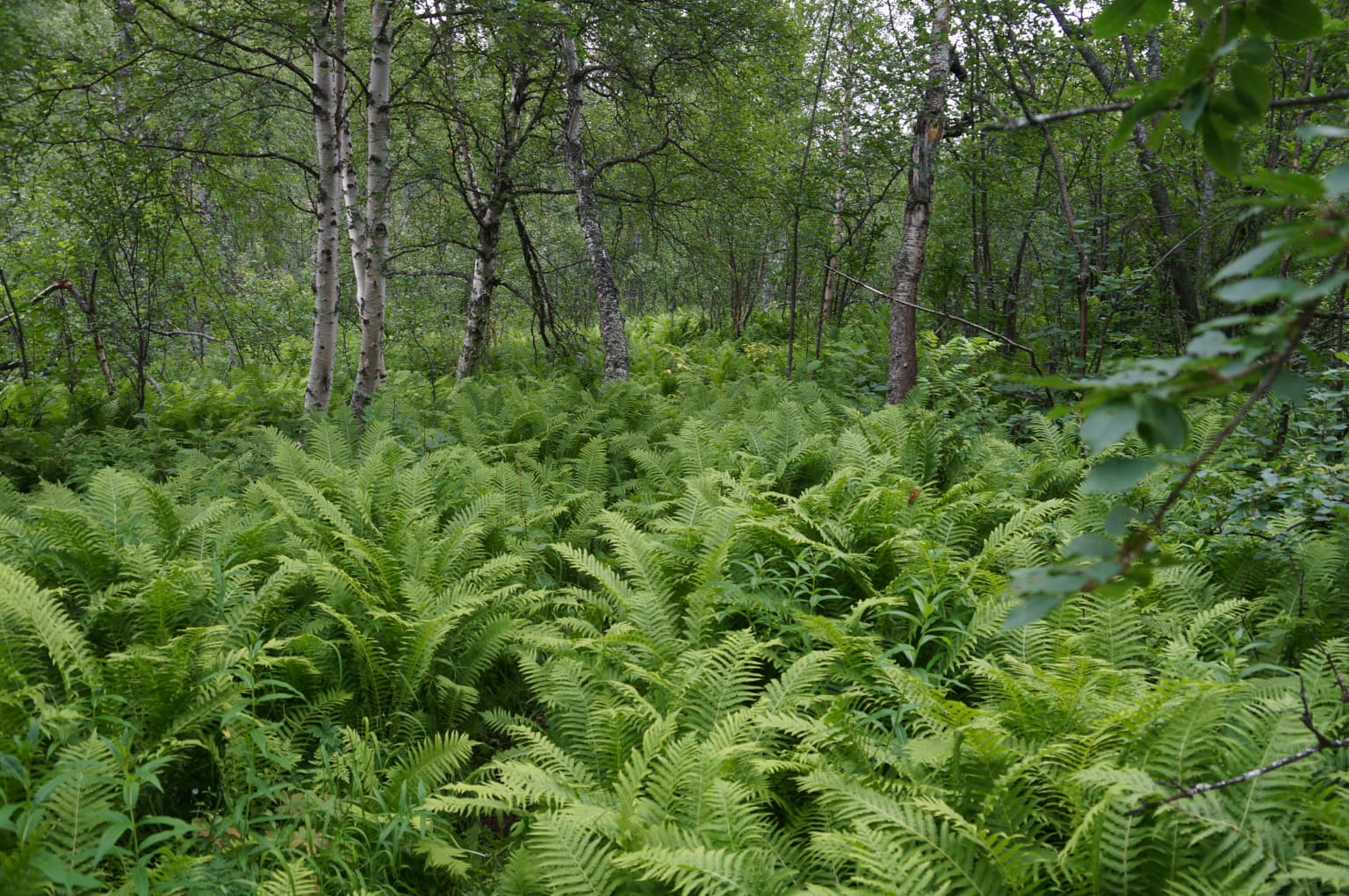 Green ferns and trees in a forested area