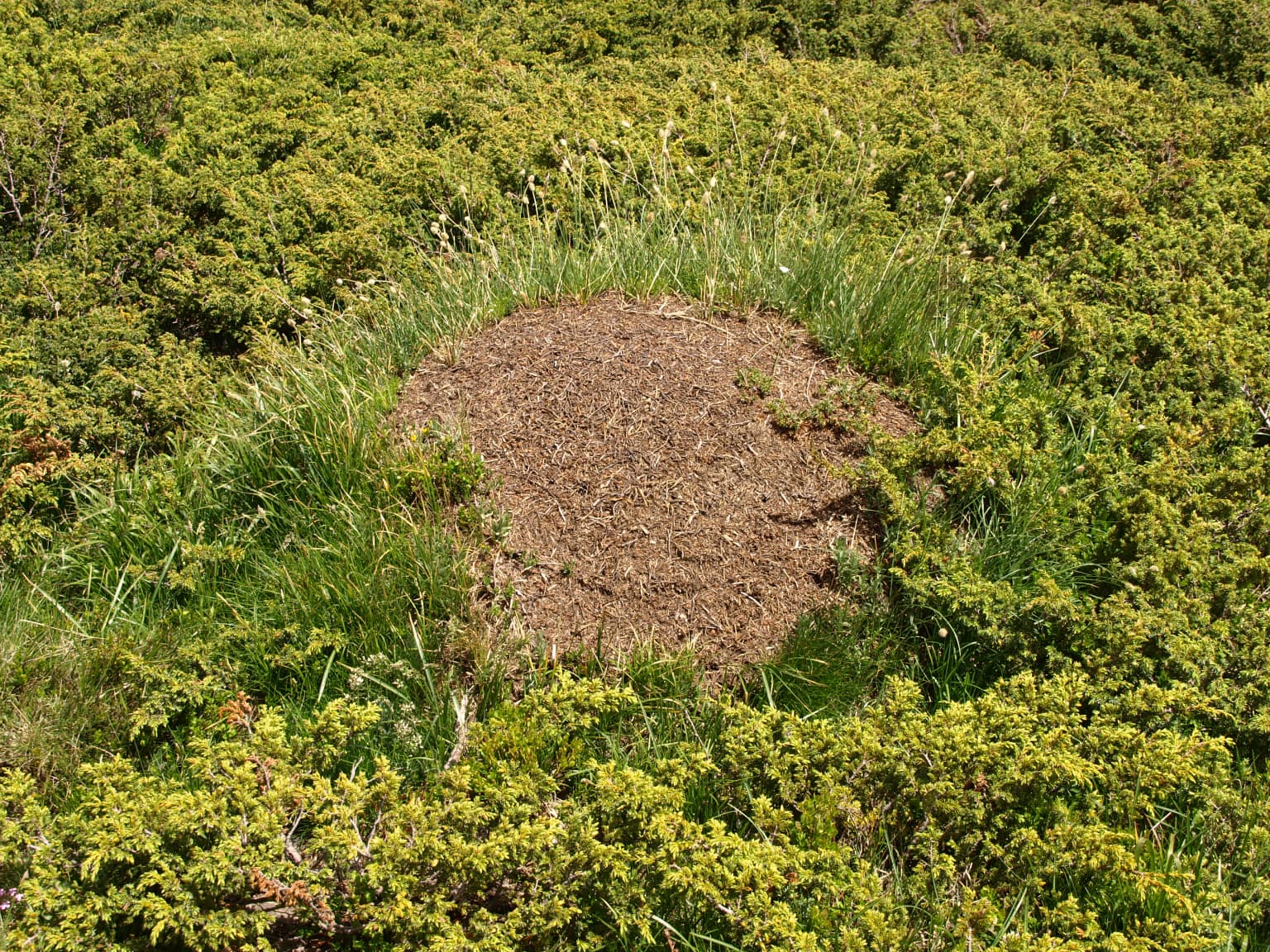 Large ant mound surrounded by dense low-lying green shrubs and grass in a mountainous area