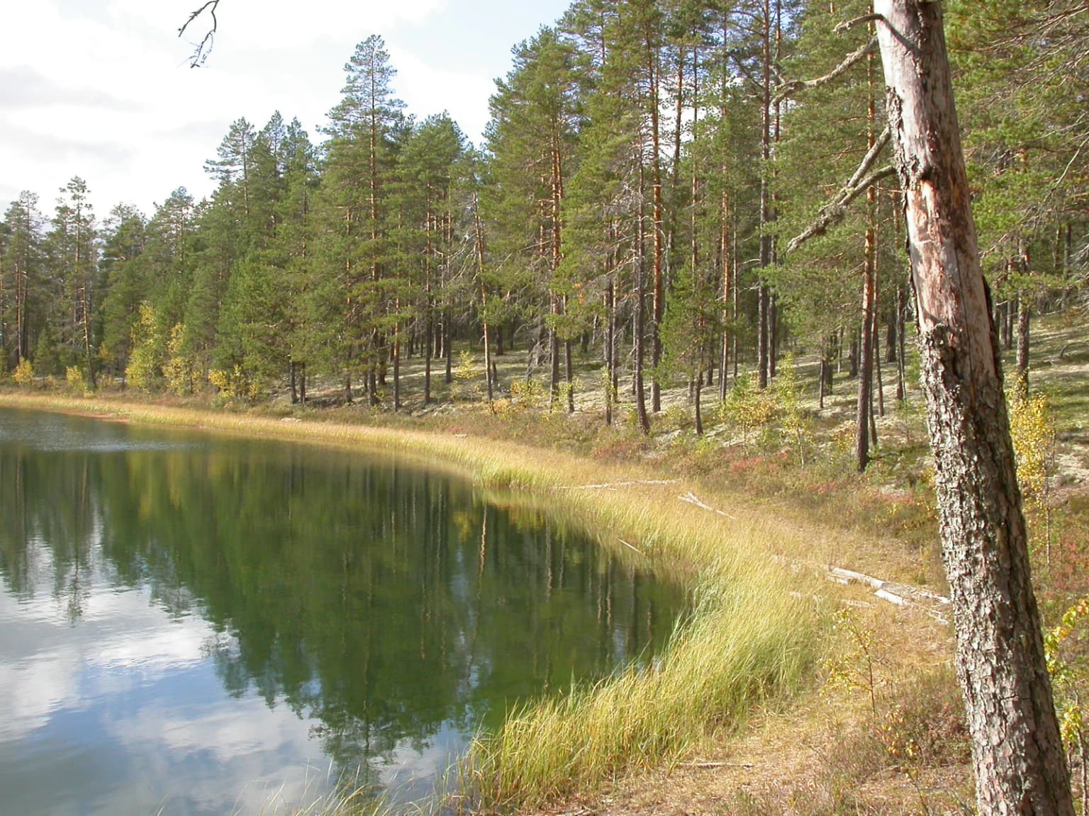 A calm lake reflecting the sky and trees, bordered by a grassy shoreline and dense pine forest