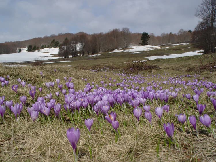 Purple crocuses blooming in a grassy meadow with patches of snow and distant trees