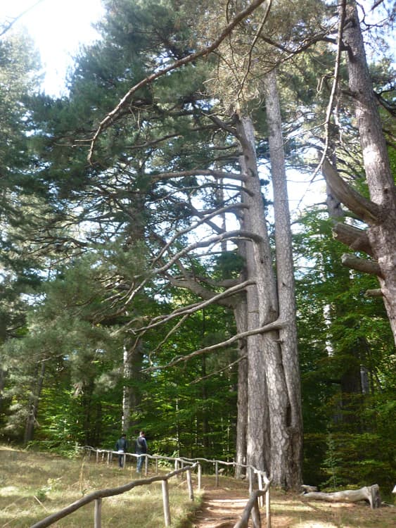 Tall pine trees, a dirt trail with wooden railings, two people walking in the distance, and dense green foliage