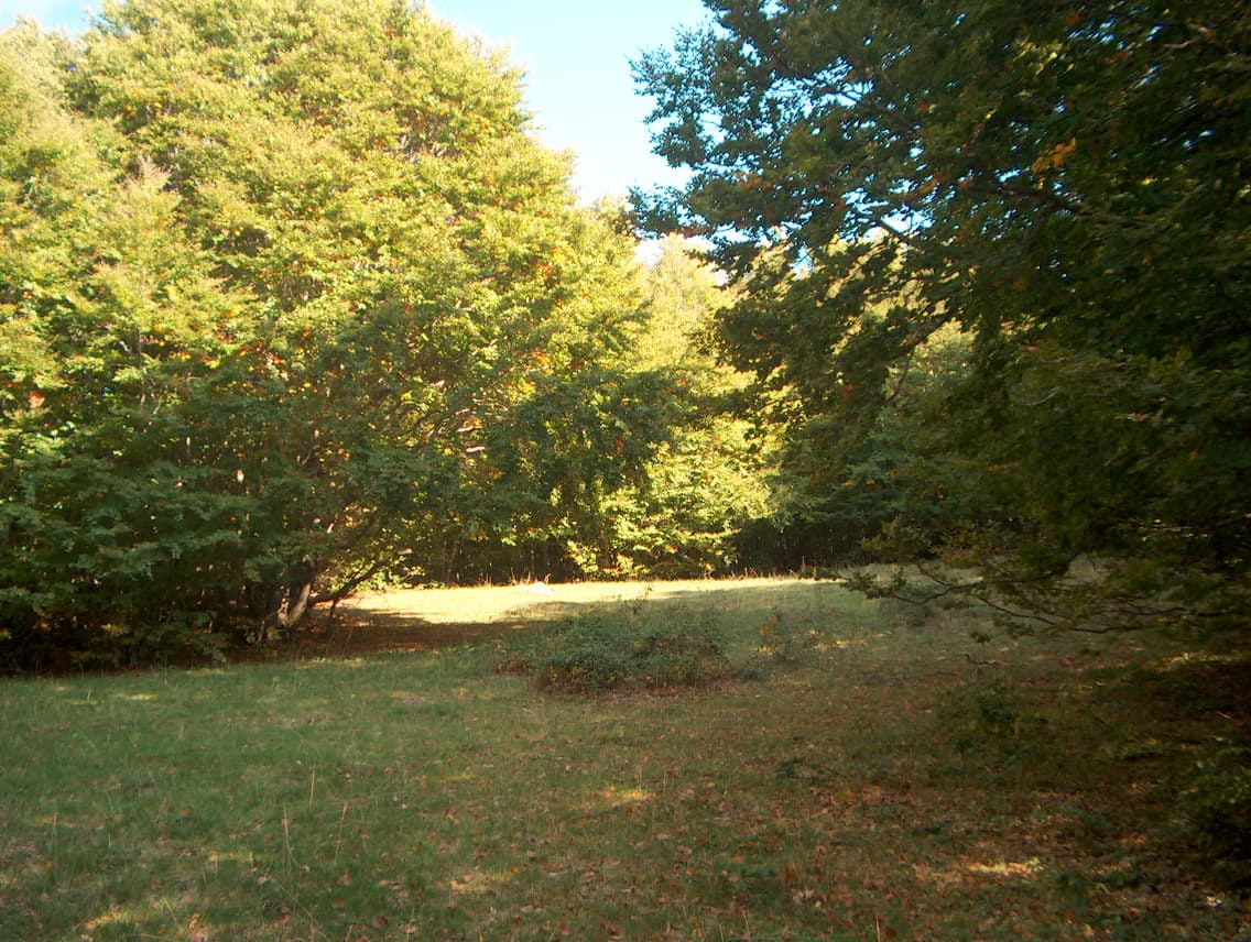 Grassy clearing surrounded by dense trees with sunlight filtering through the canopy