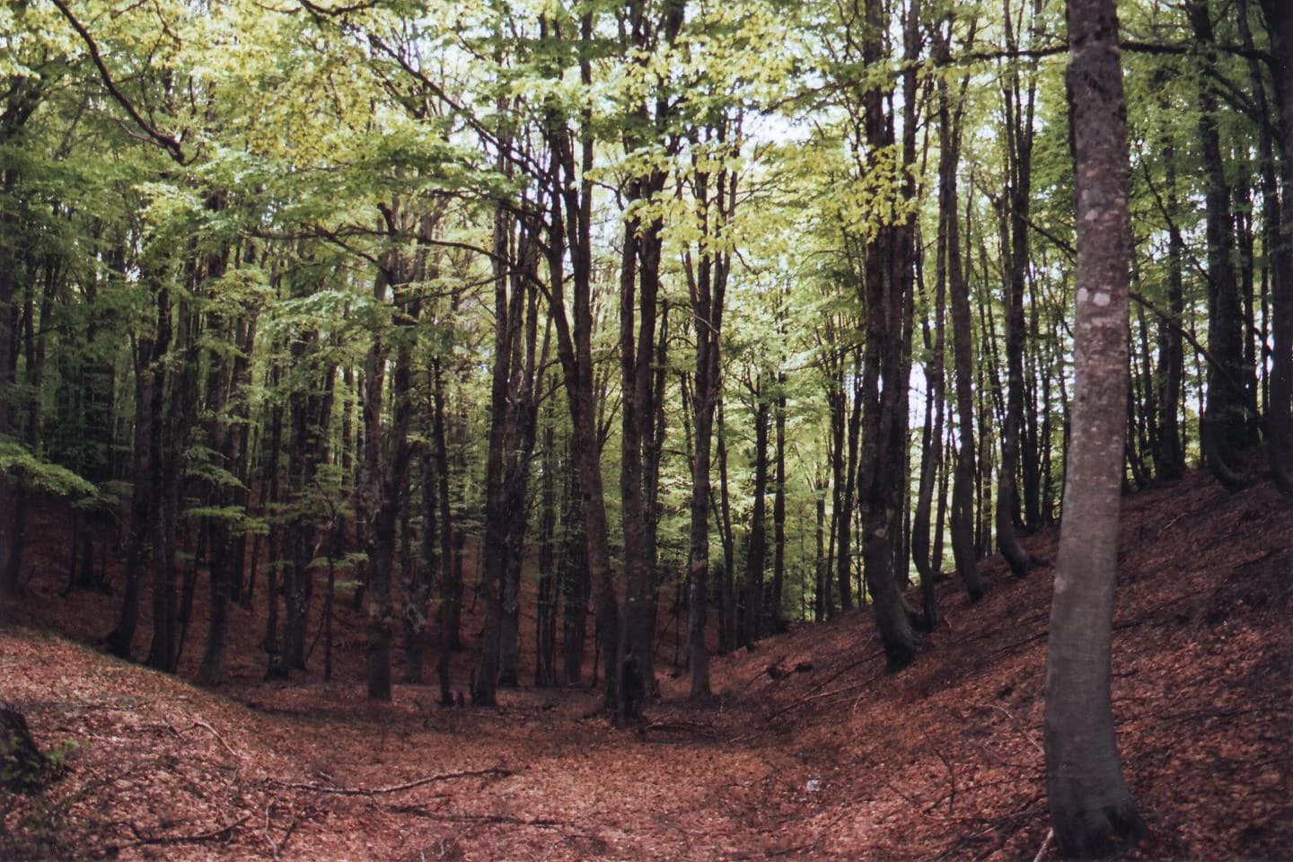 Dense beech forest with tall trees, fallen leaves on the ground, and filtered sunlight through the canopy