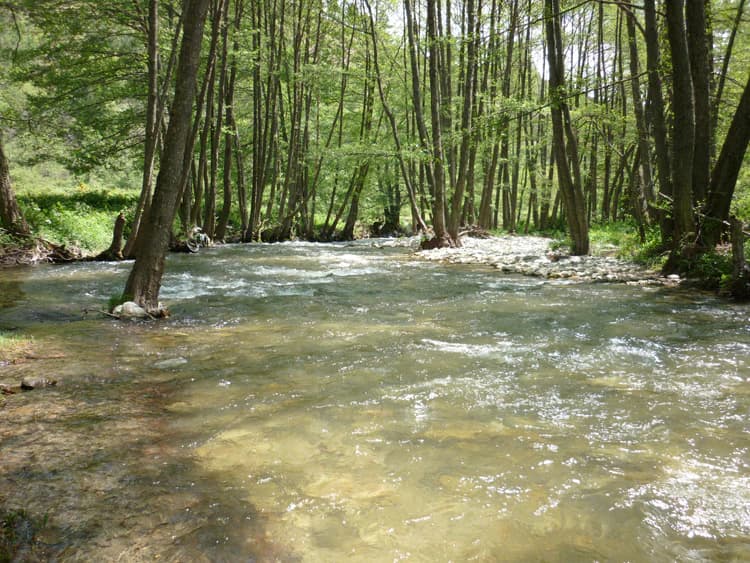 A clear river flowing through a forest with tall trees and greenery