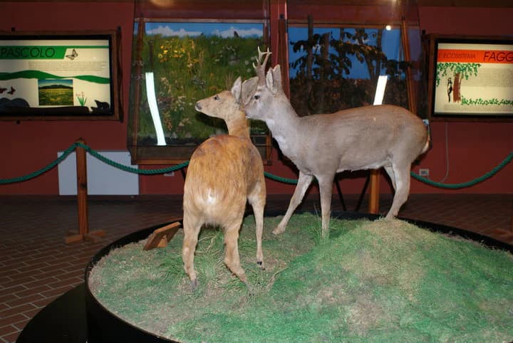 Two taxidermied roe deer standing on a grassy mound inside a museum display