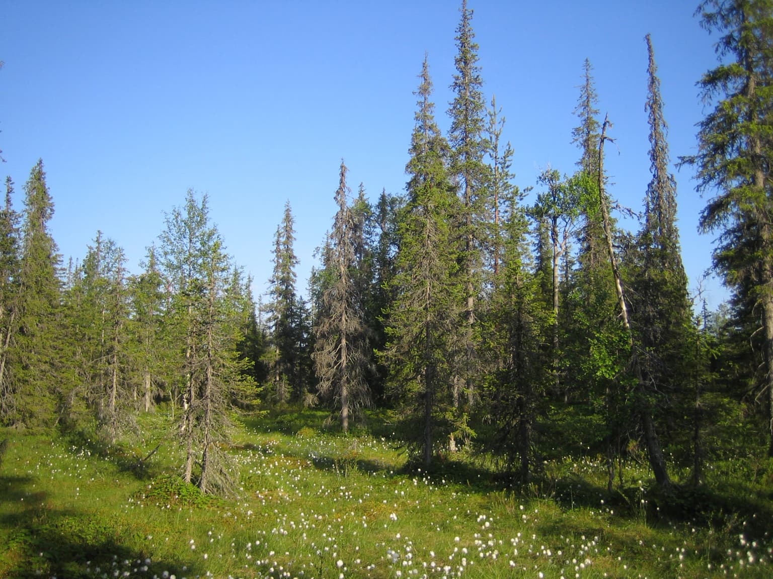 A forested landscape with tall pine trees, grassy field with white wildflowers, and clear blue sky