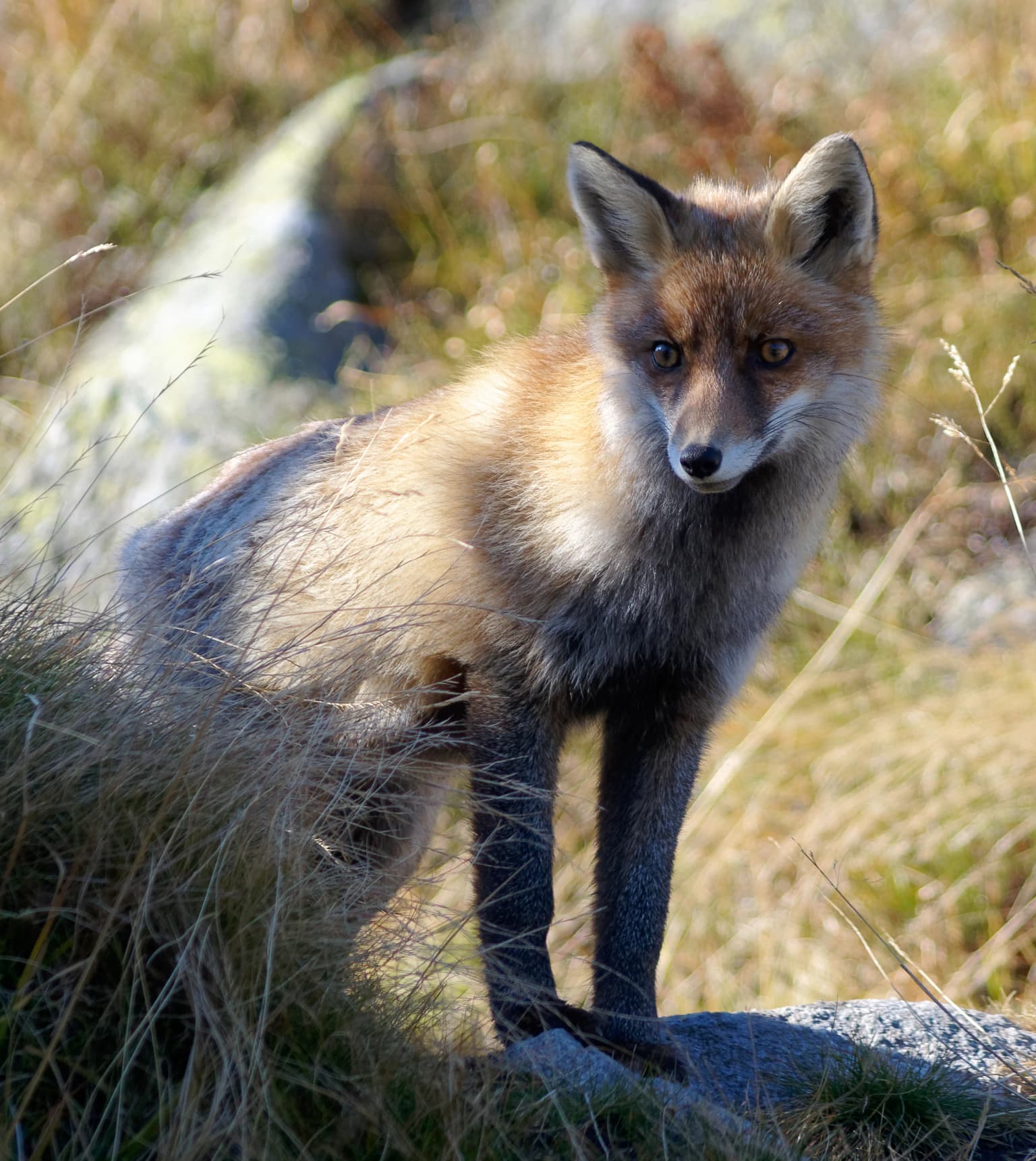 A European red fox (Vulpes vulpes) standing on a rock with grassy background