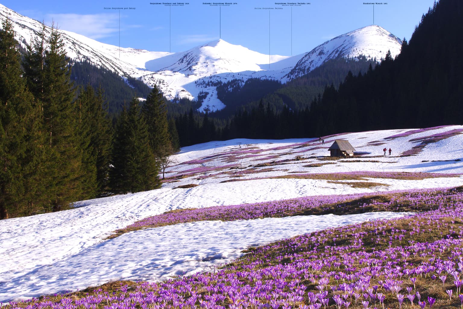 Snow-covered meadow with purple crocuses, pine trees, small wooden hut, and snow-capped mountains in background