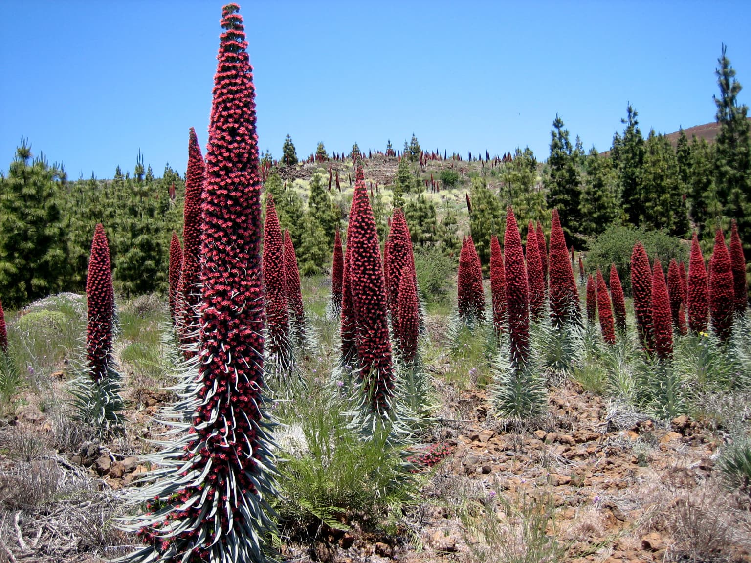 Tall red flowering plants with white spiky bases growing in rocky terrain with forested hills in the background