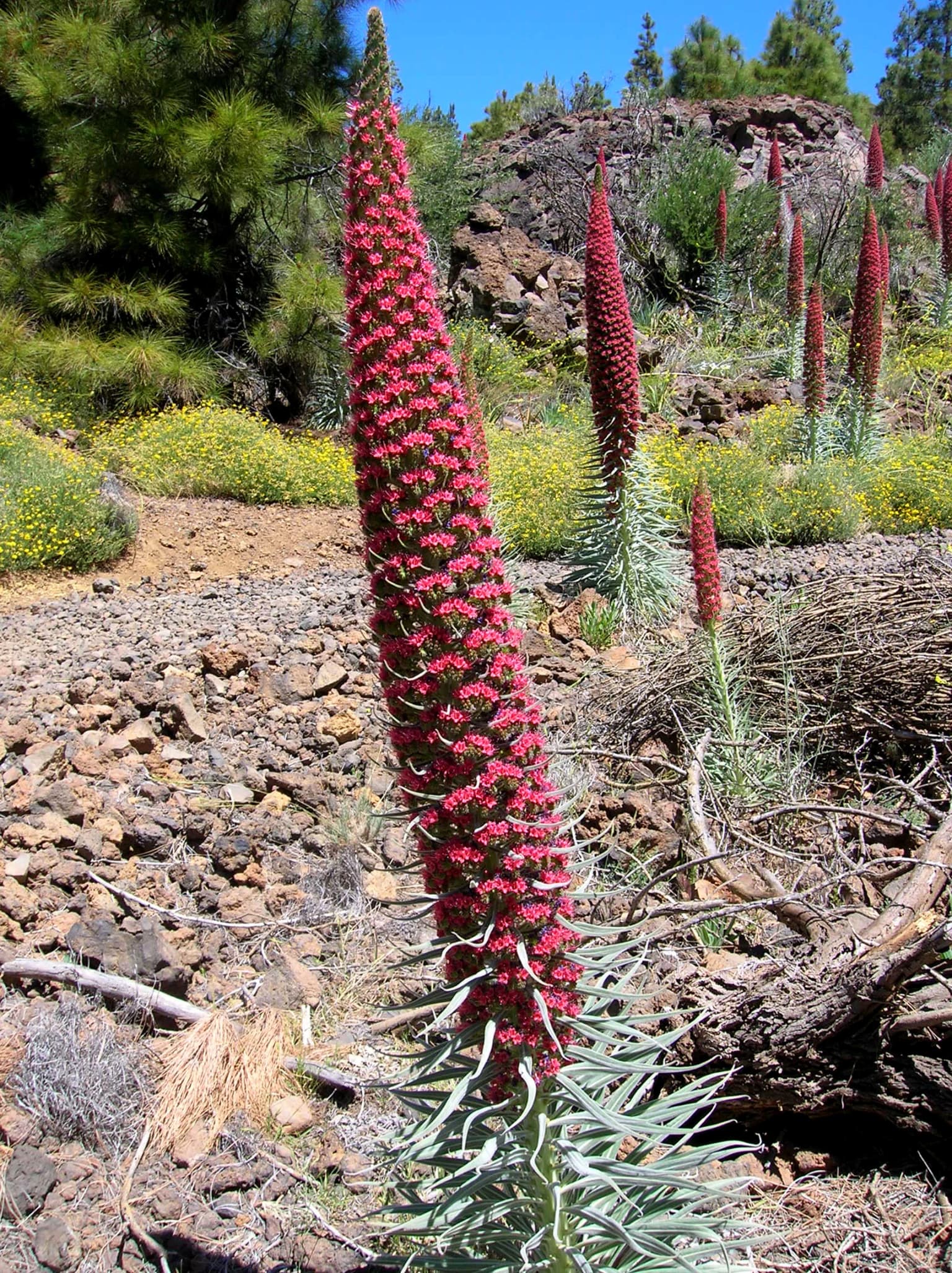 Tall red flowering plant with spiky green leaves in a rocky, arid landscape.
