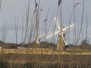 Windmill with white sails behind tall reeds in an open field under a clear sky.