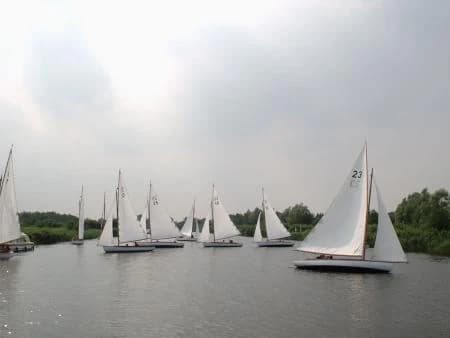 Several sailboats with white sails on calm water with green shoreline vegetation in the background
