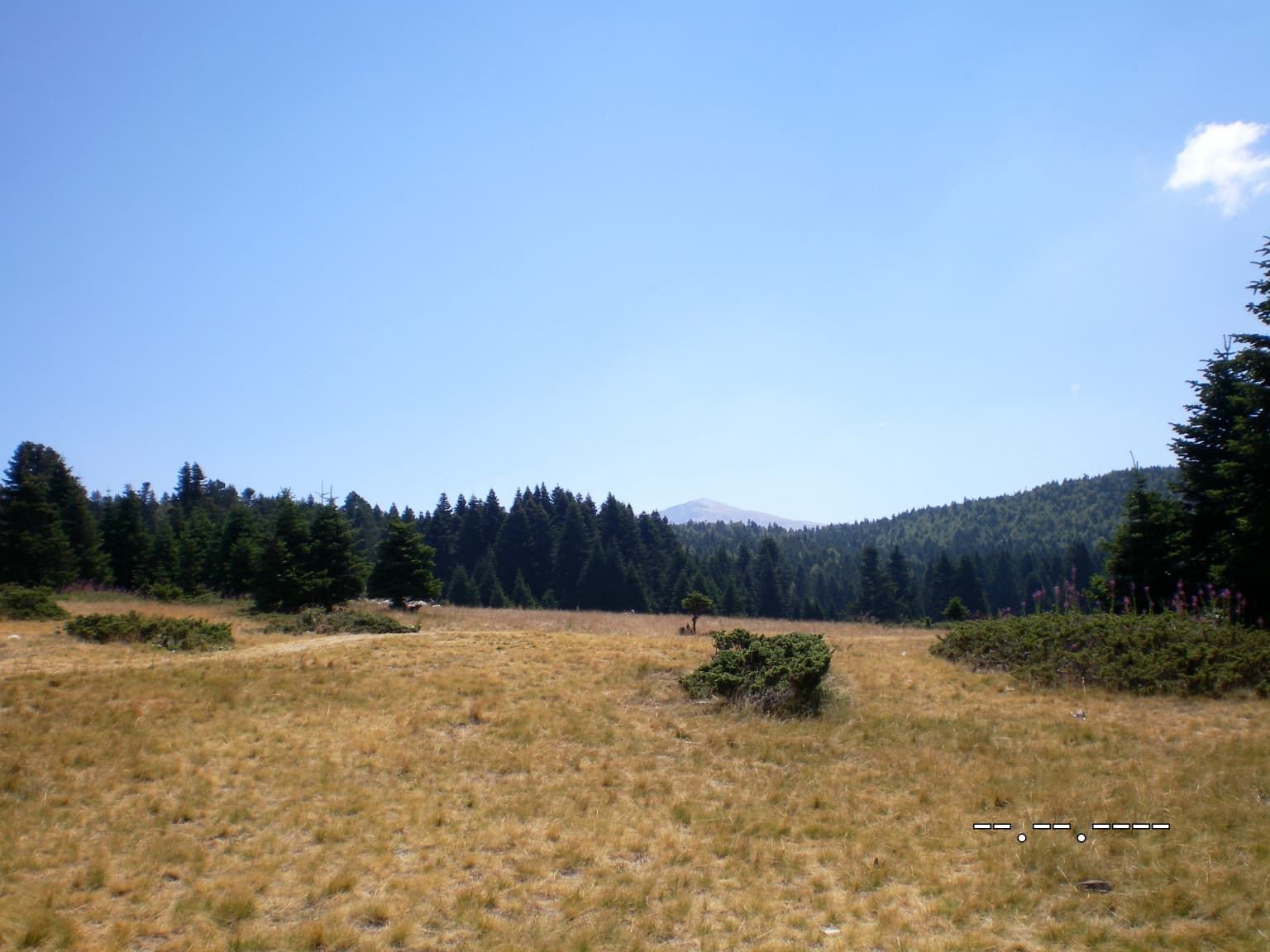 Grassy field with scattered shrubs, pine trees, and distant mountains under a clear blue sky