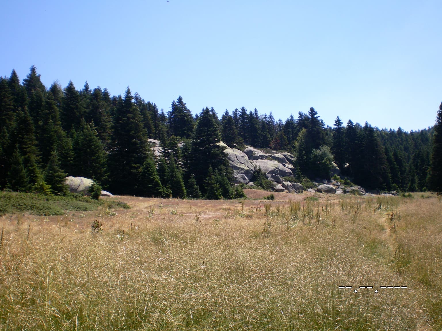 Grassy meadow with tall grasses, pine trees, and rocky outcrops under a clear blue sky