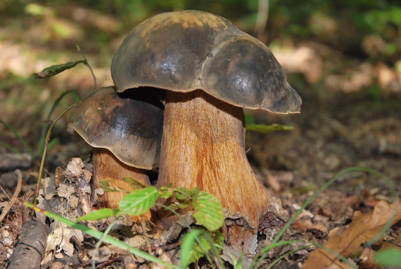 Close-up of two black bolete mushrooms with brown stems on forest floor among leaves and small plants