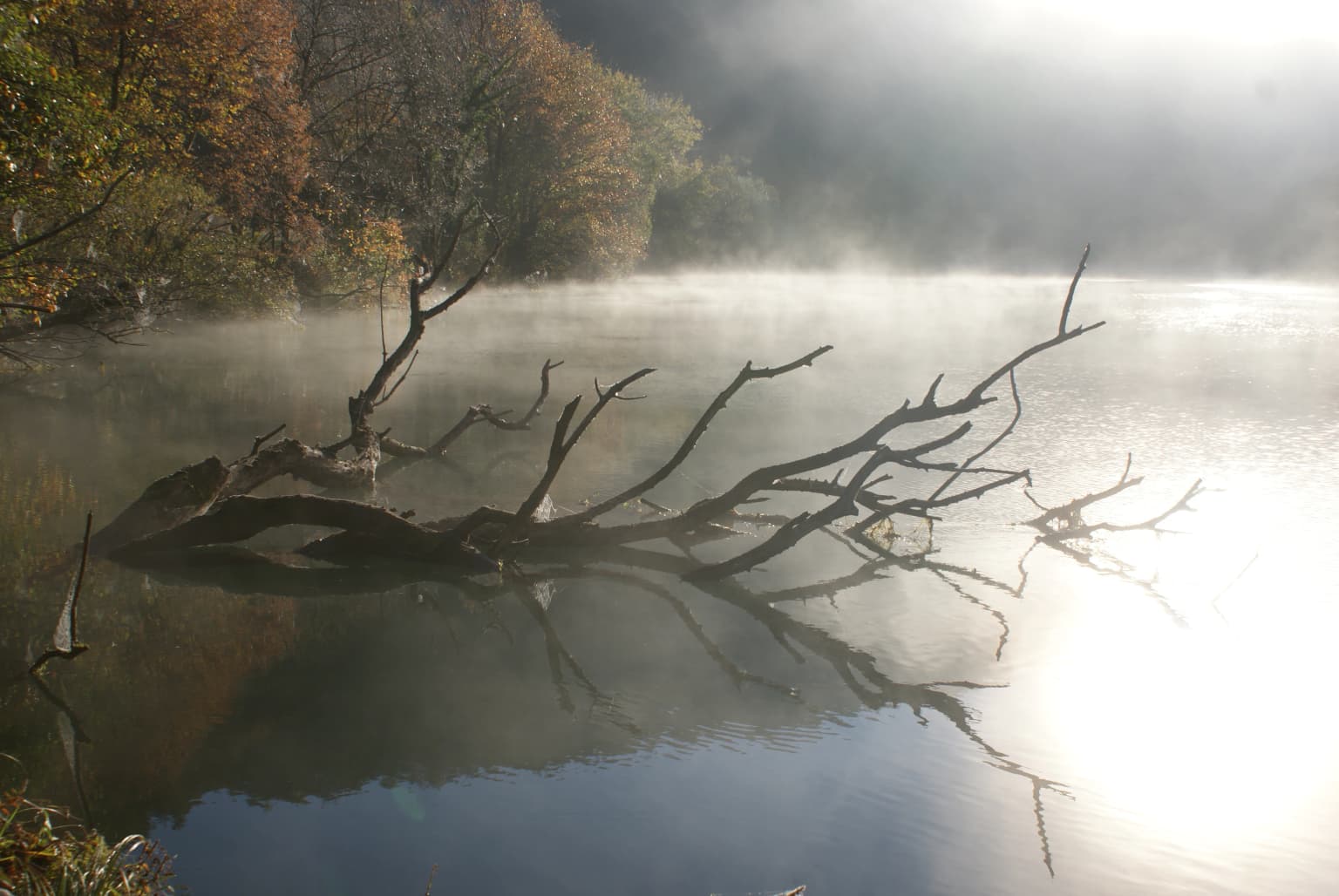 A river scene with a dead tree trunk partially submerged in water, mist rising over the surface, and autumn-colored trees in the background