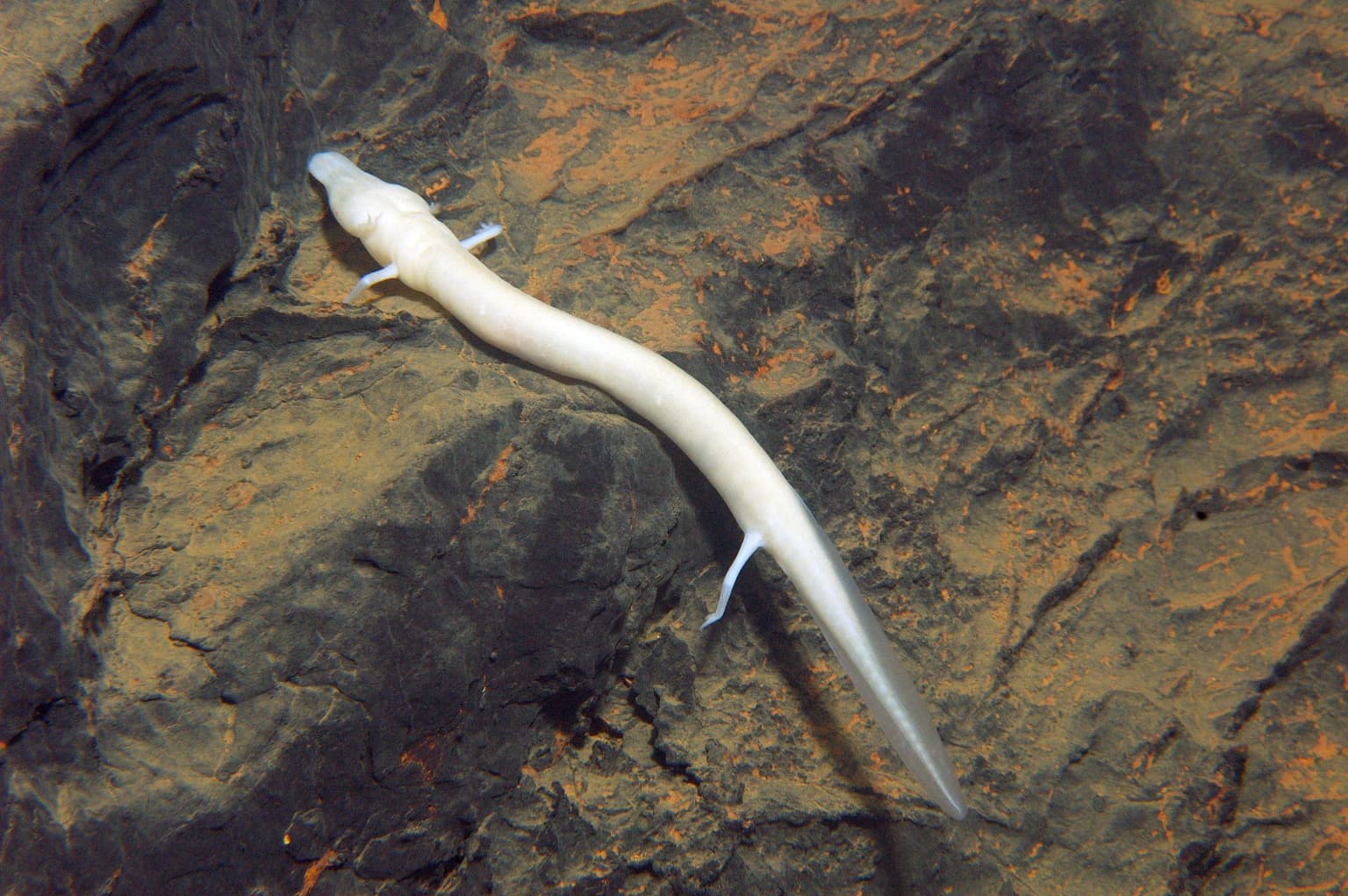 A pale, elongated amphibian with visible limbs clinging to a textured rocky surface
