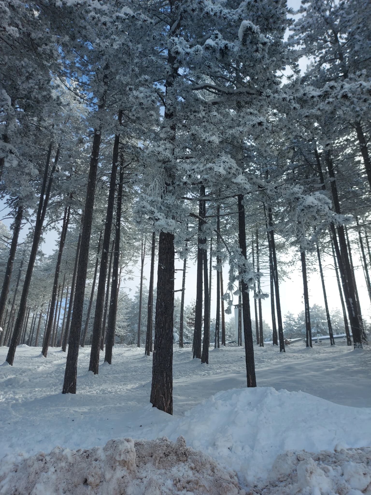 Tall pine trees covered in snow with snow-covered ground and bright sky