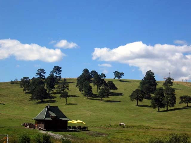 Grassy hillside with scattered pine trees, wooden cabin with yellow umbrella, and clear blue sky with clouds