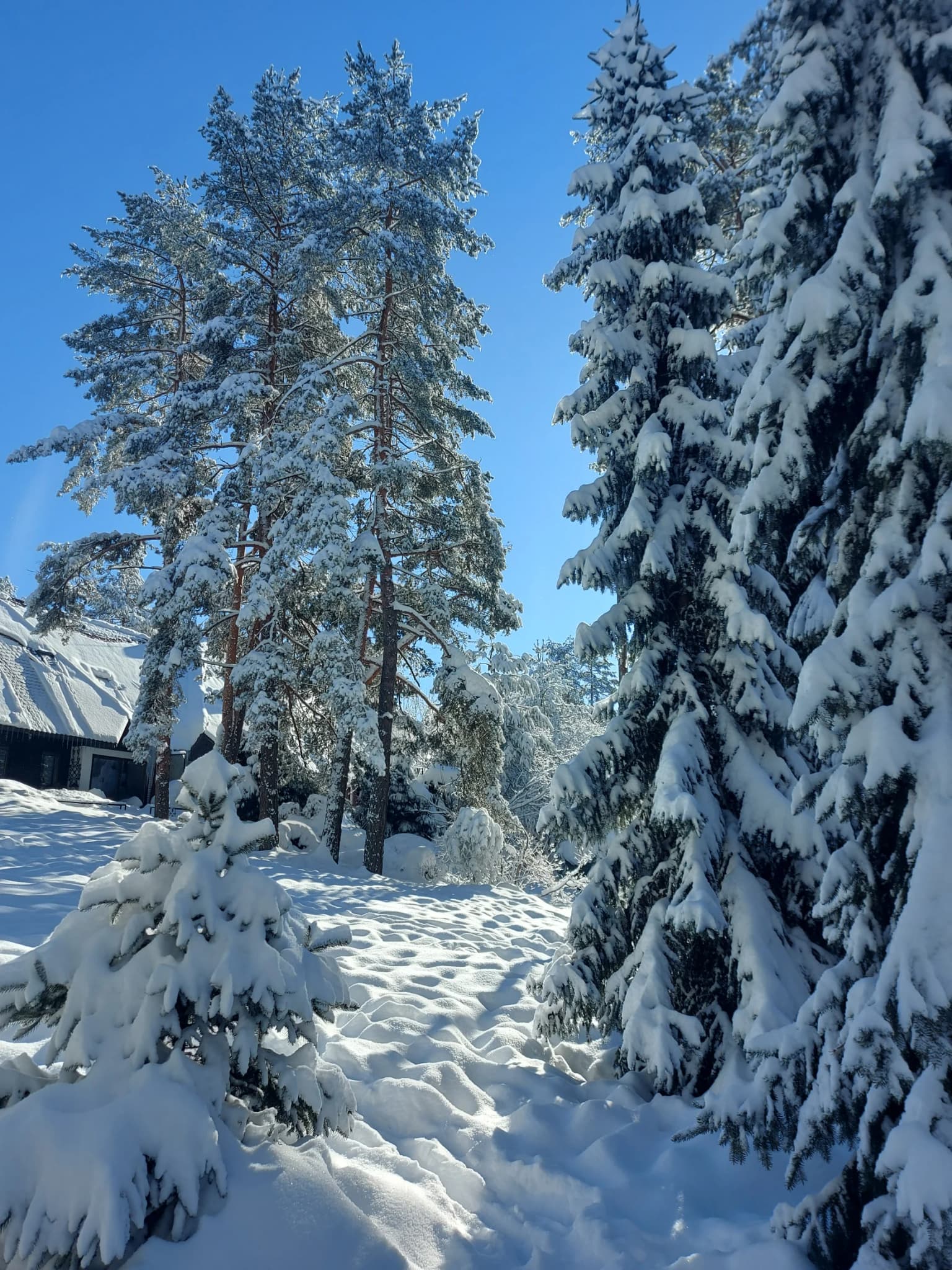 Snow-covered evergreen trees lining a snowy path under a clear blue sky, with a building partially visible in the background
