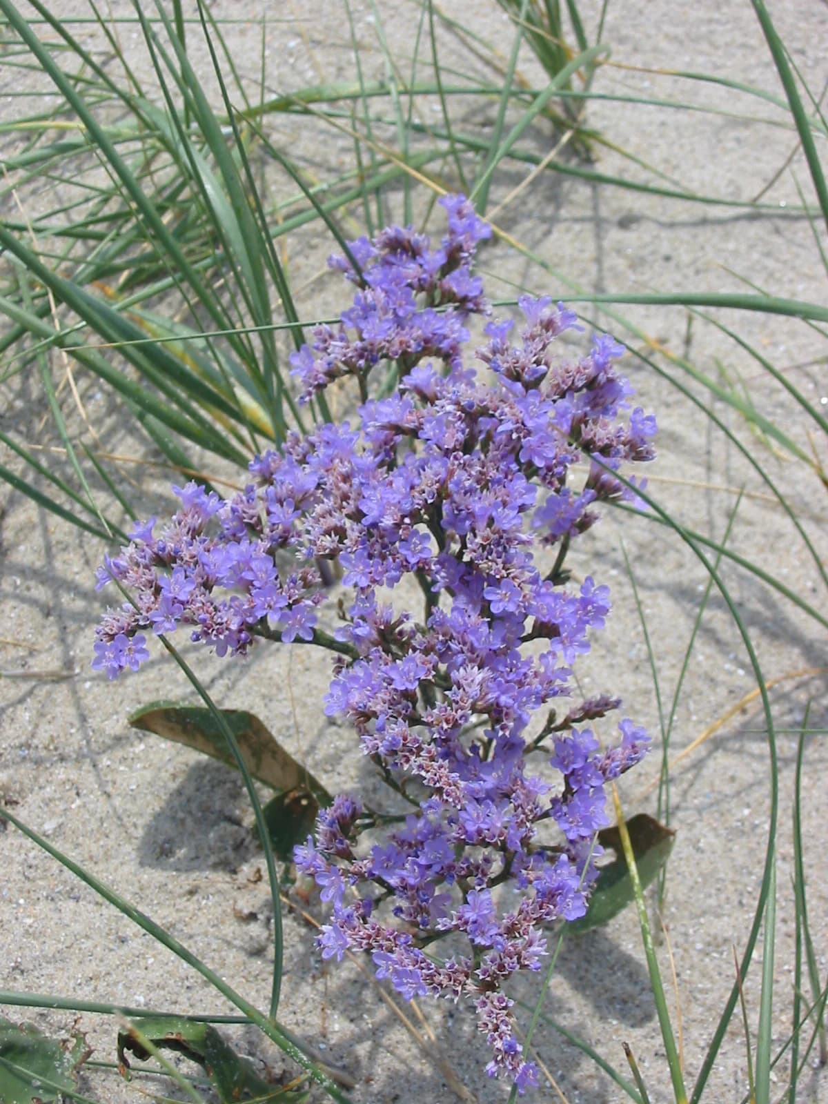 Close-up of purple sea lavender flowers with green grass and sandy soil