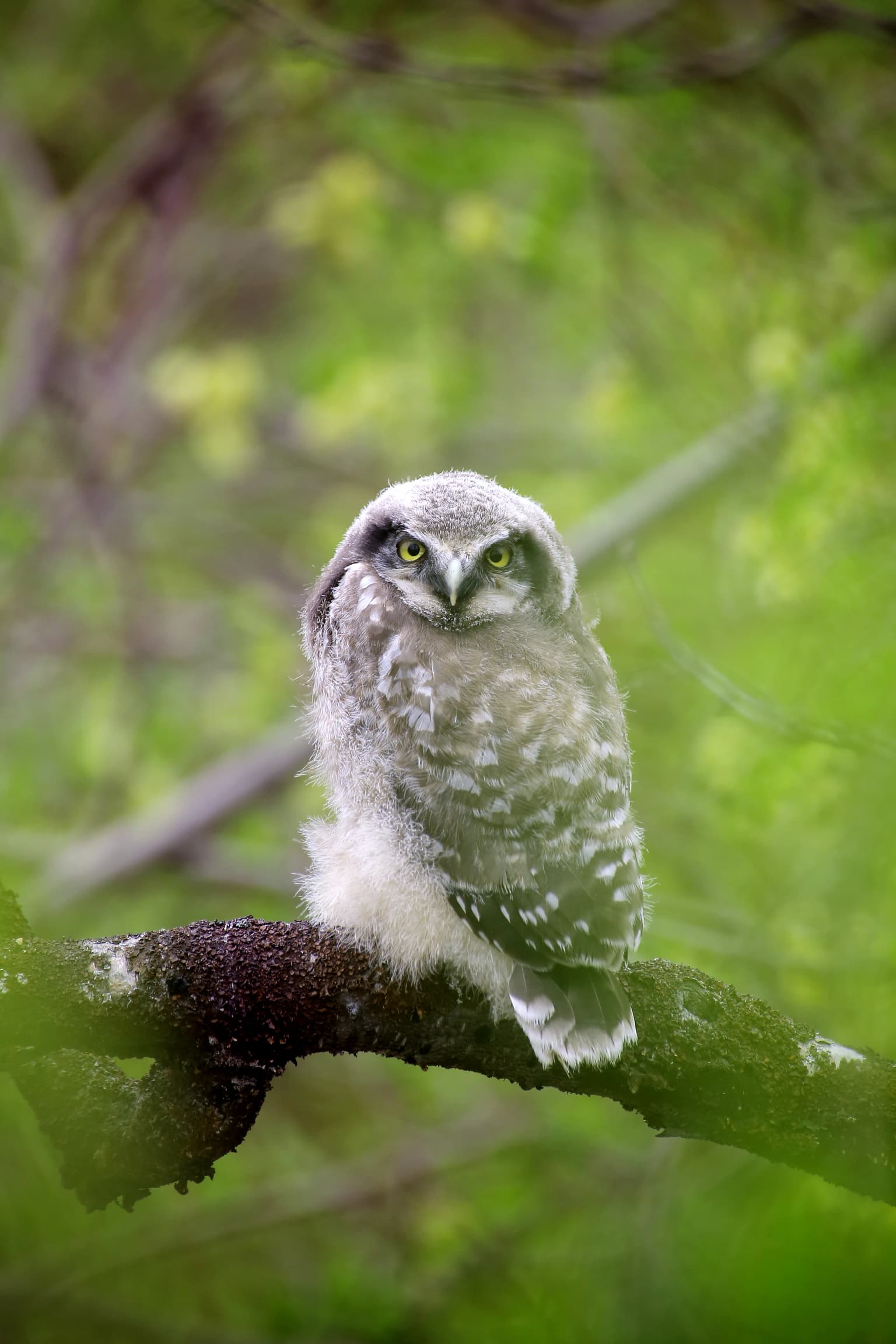 A Northern Hawk Owl with mottled gray and white plumage perched on a branch with green foliage in background