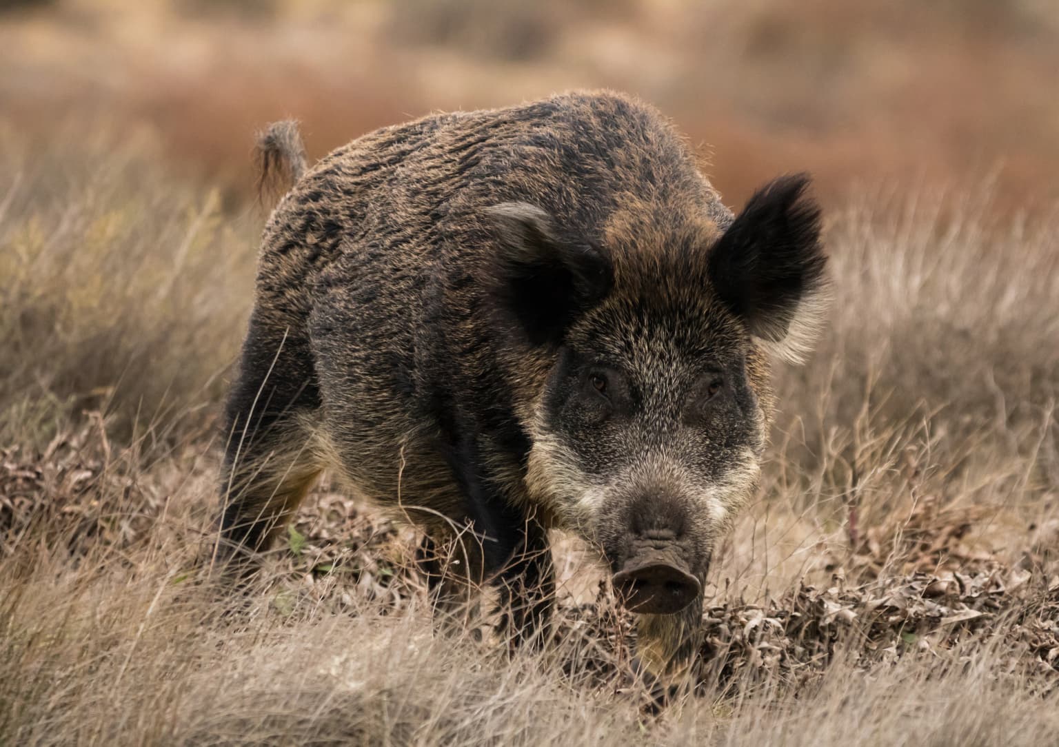Wild boar standing in tall dry grass