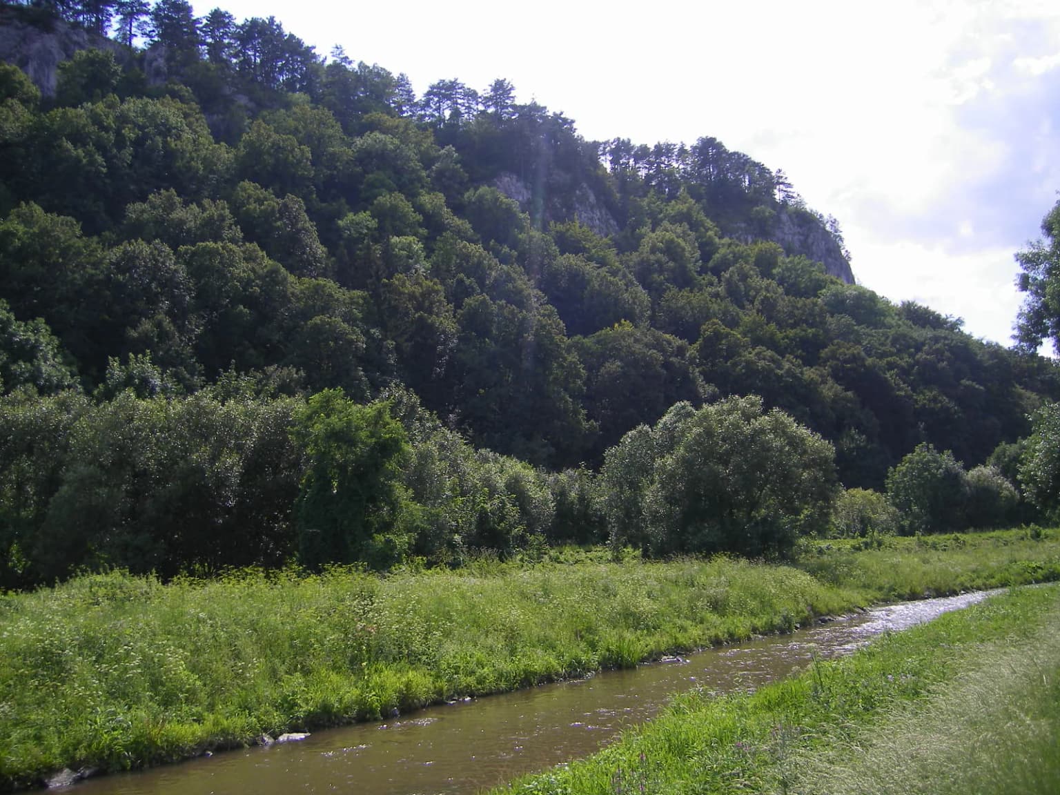 A river flowing through grassy terrain with dense forest on hills in the background