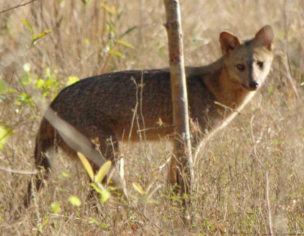 Crab-eating fox (Cerdocyon thous) in a grassy field with dry vegetation and a tree trunk